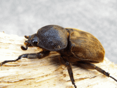 img_20080303T165625171