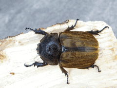 img_20080303T165626750