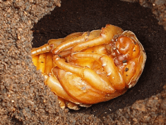 img_20090319T021559328