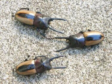 file_20101015T154302453