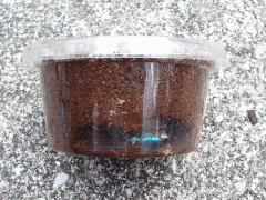 img_20081003T124315531