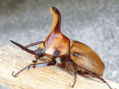 img_20090315T151711906