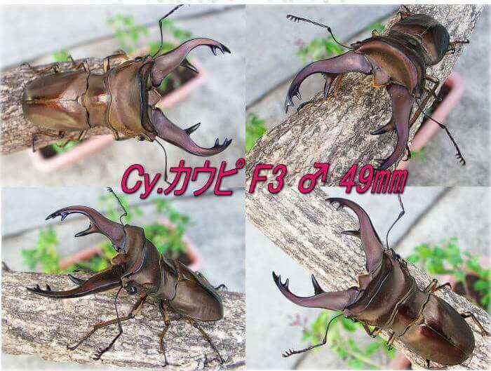 カウピ49a