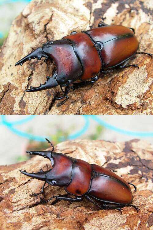 アンティローペ37a