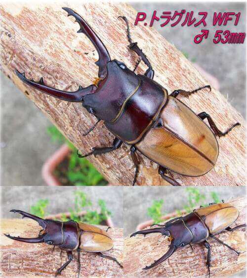 トラグルスノコ53a