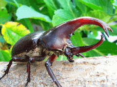 img_20100302T053720875