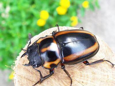 メンガタメリー51b