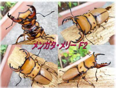 メンガタメリー51a