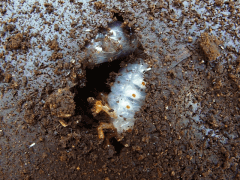 img_20090523T224308078