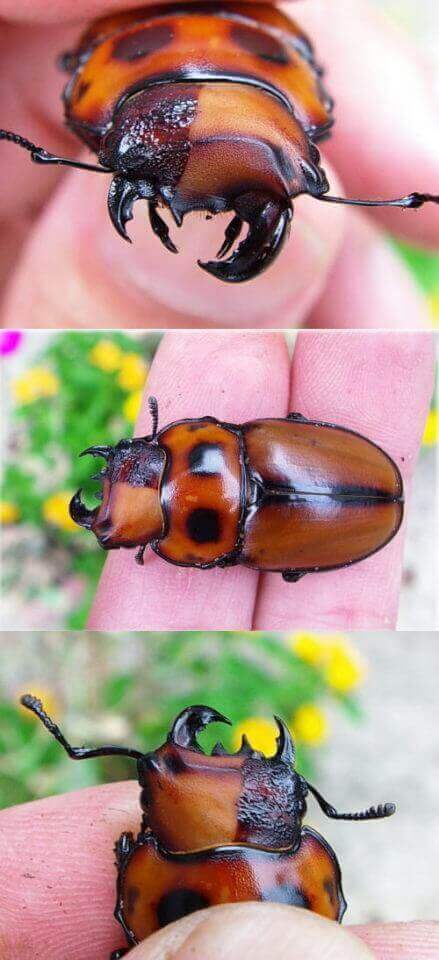 グラディア雌雄