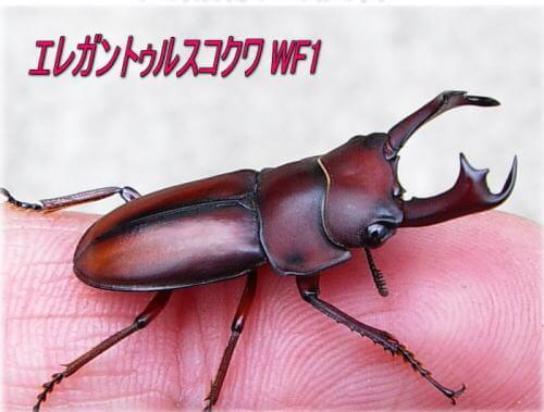 エレガントゥルス26a