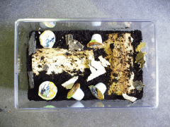 img_20080801T16130853111