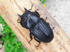 img_20100330T152645828