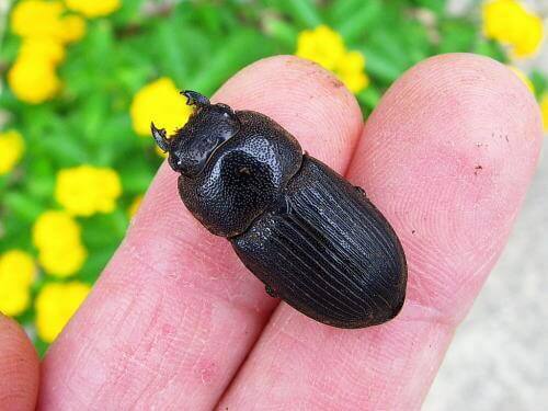 プラティオドン41b