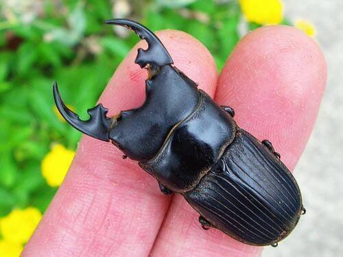 プラティオドン41a