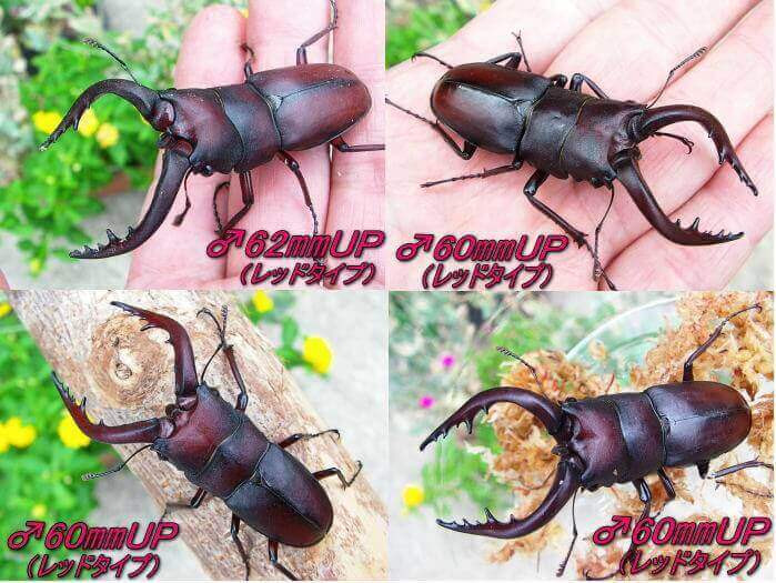 本土ノコギリ参考画像