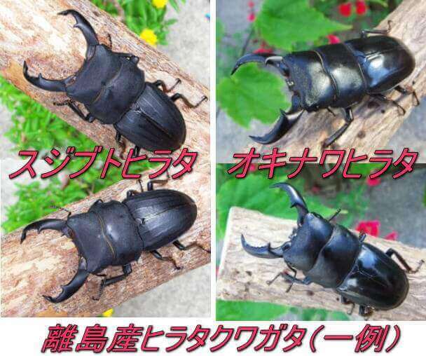 離島産のヒラタクワガタ