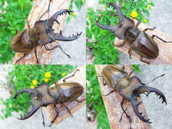 ミヤマクワガタ参考画像