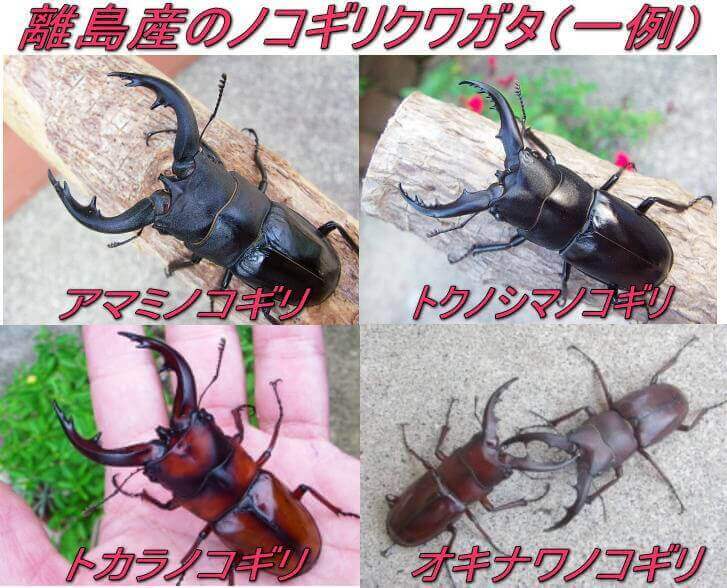 離島ものノコギリ参考画像