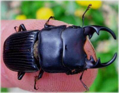 ネブトクワガタa