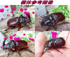 ヨーロッパサイ参考画像C