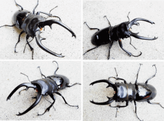 インターメディア