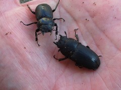国産コクワガタc