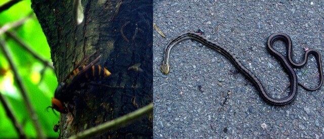 スズメバチ&ヘビ画像