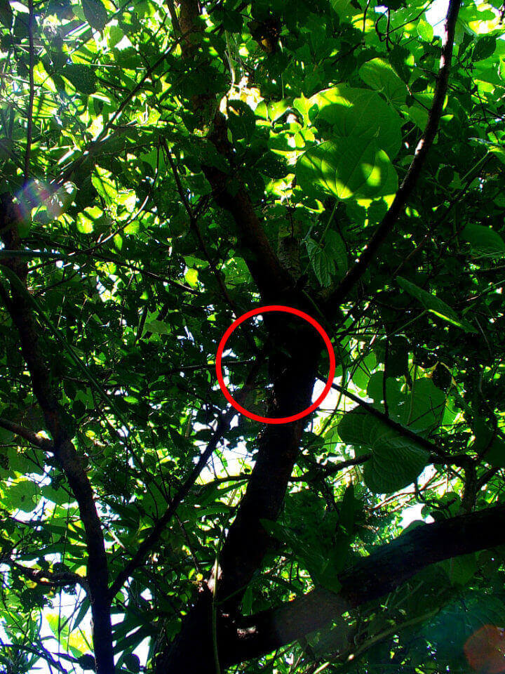 ヒラタが木に止まっている画像