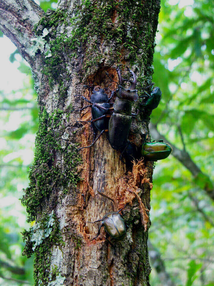 クヌギの樹皮裏に集まるミヤマペア、他