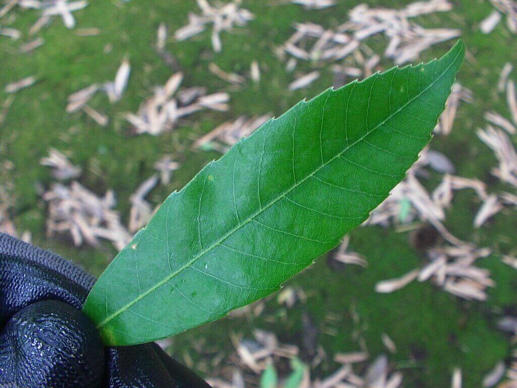 シラカシの葉・表