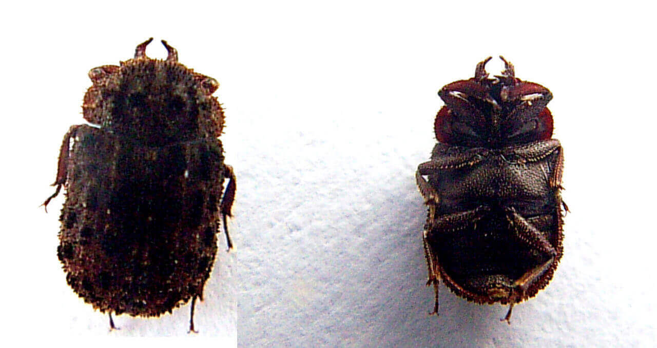 マダラクワガタ♂表裏1