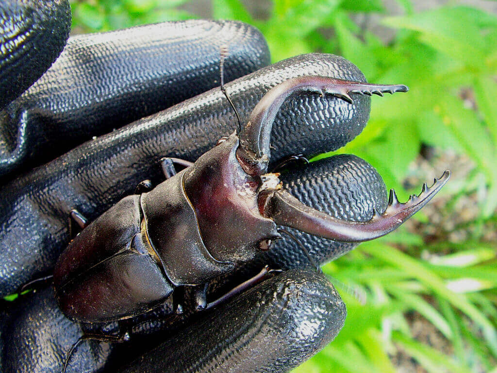 ノコギリクワガタ♂75mm3