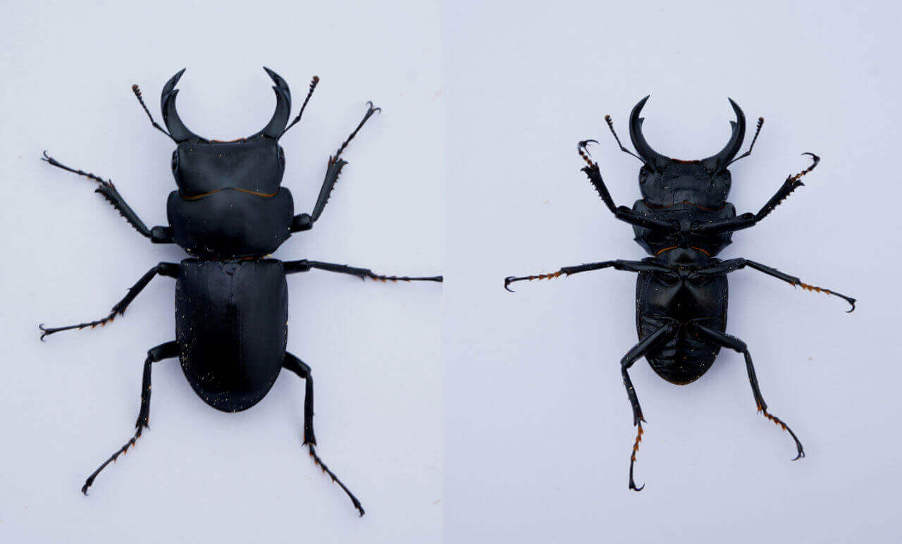 ヒメオオクワ♂背腹