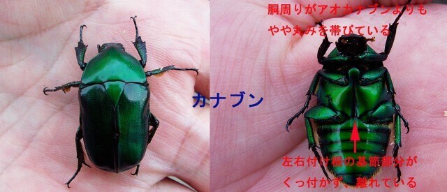 カナブン表裏月夜野用