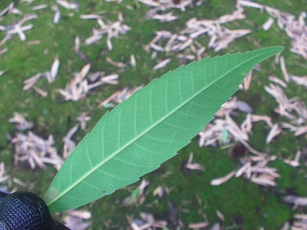 シラカシの葉・裏