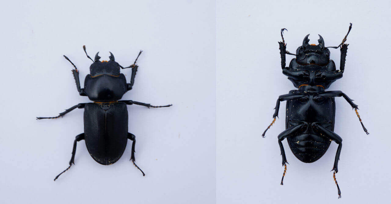 ヒメオオクワ♀表裏1