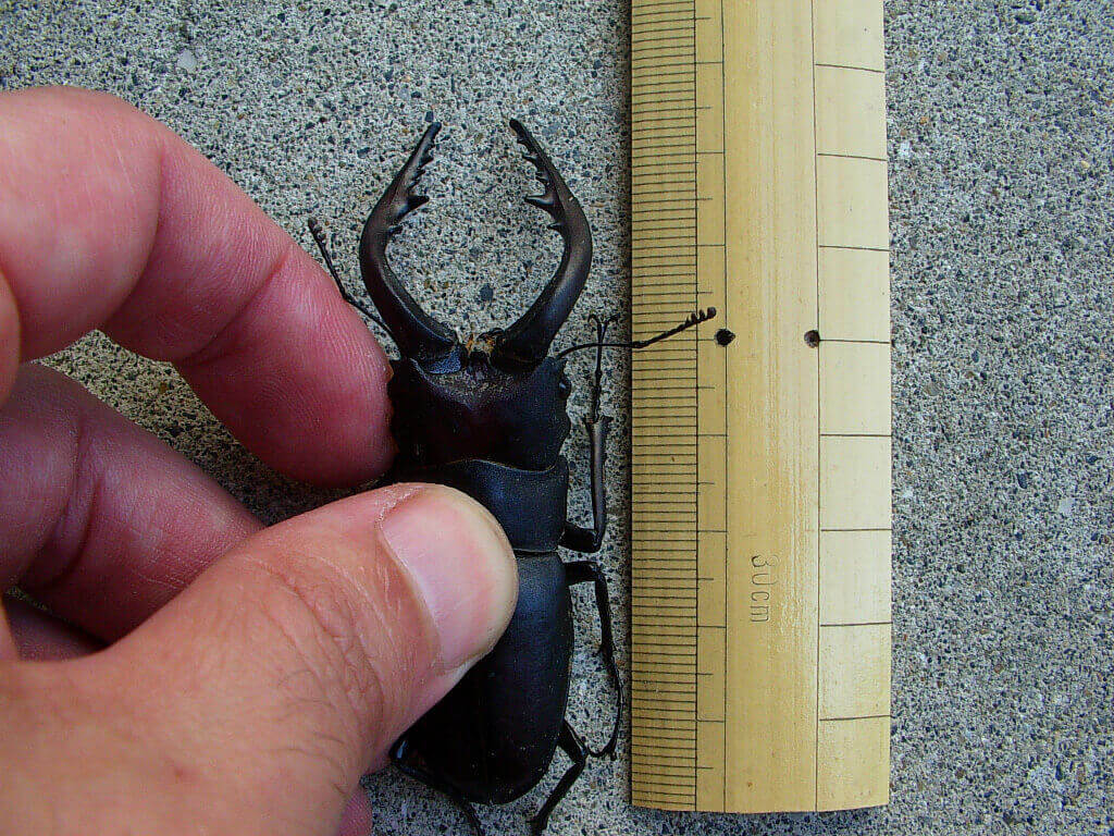 ノコギリクワガタ♂75mm