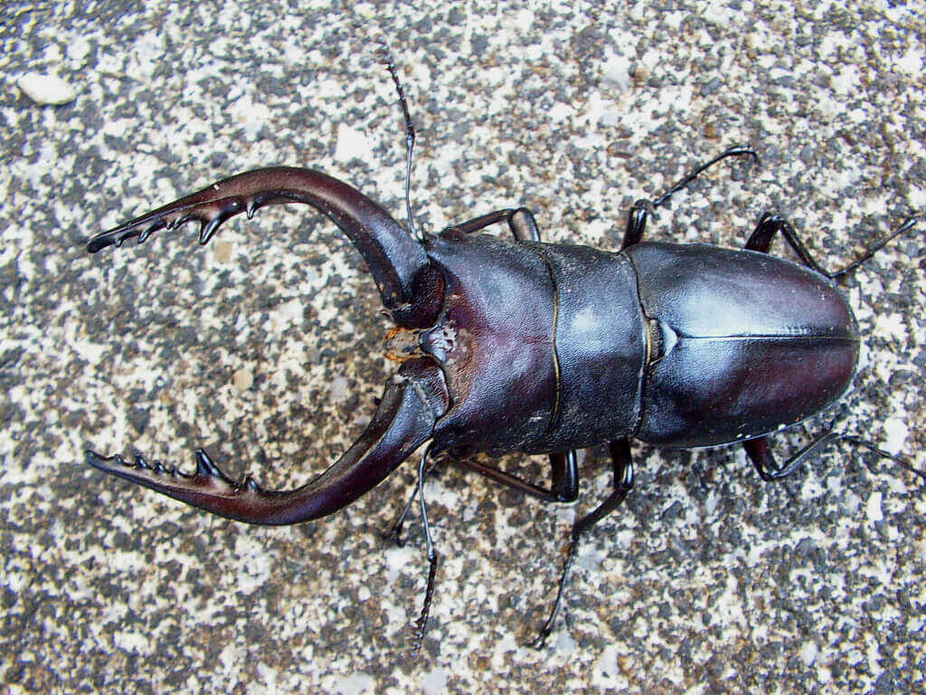 ノコギリクワガタ♂75mm5