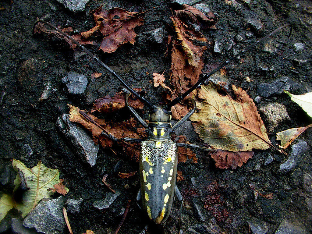 シロスジカミキリ2