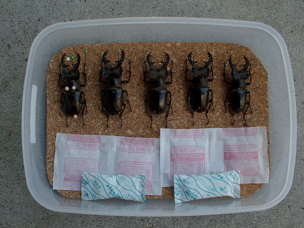 ミヤマ標本乾燥1