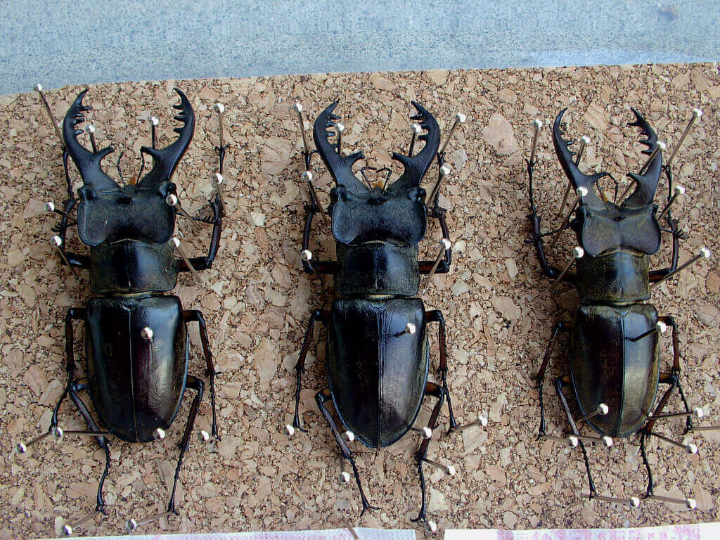 ミヤマ標本乾燥2-2