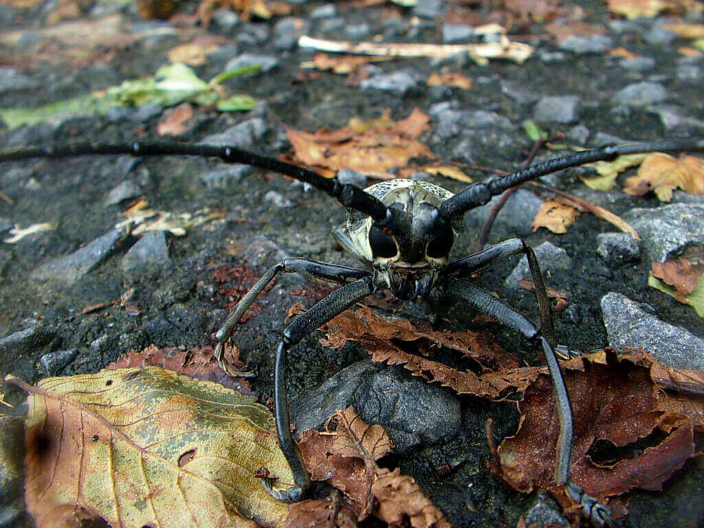 シロスジカミキリ1