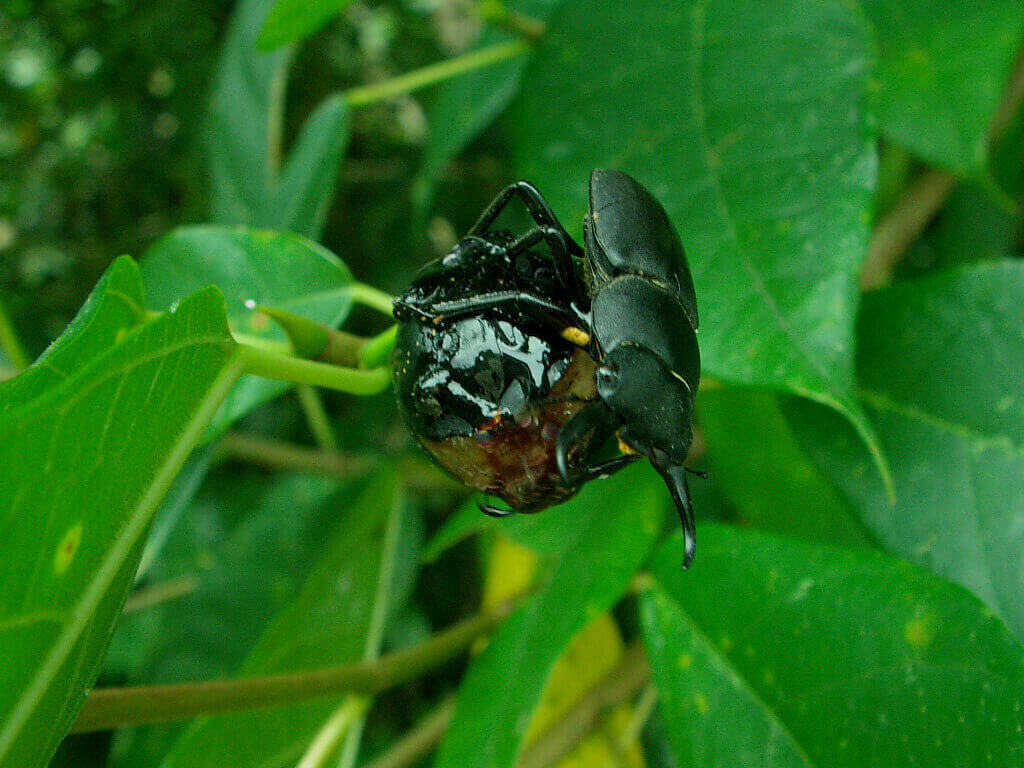 イヌビワに付くコクワ4