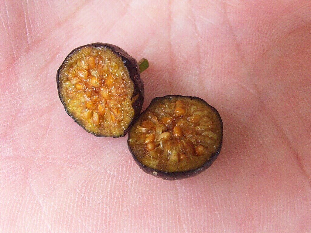 イヌビワ実2