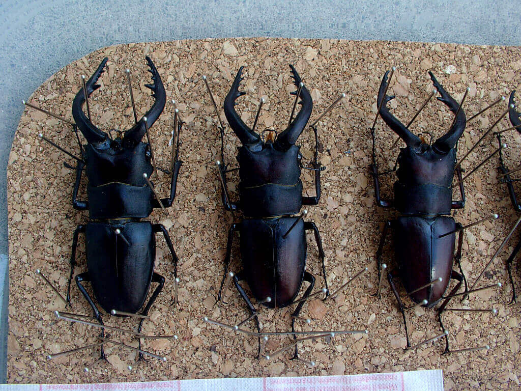 ノコギリ標本乾燥2-2