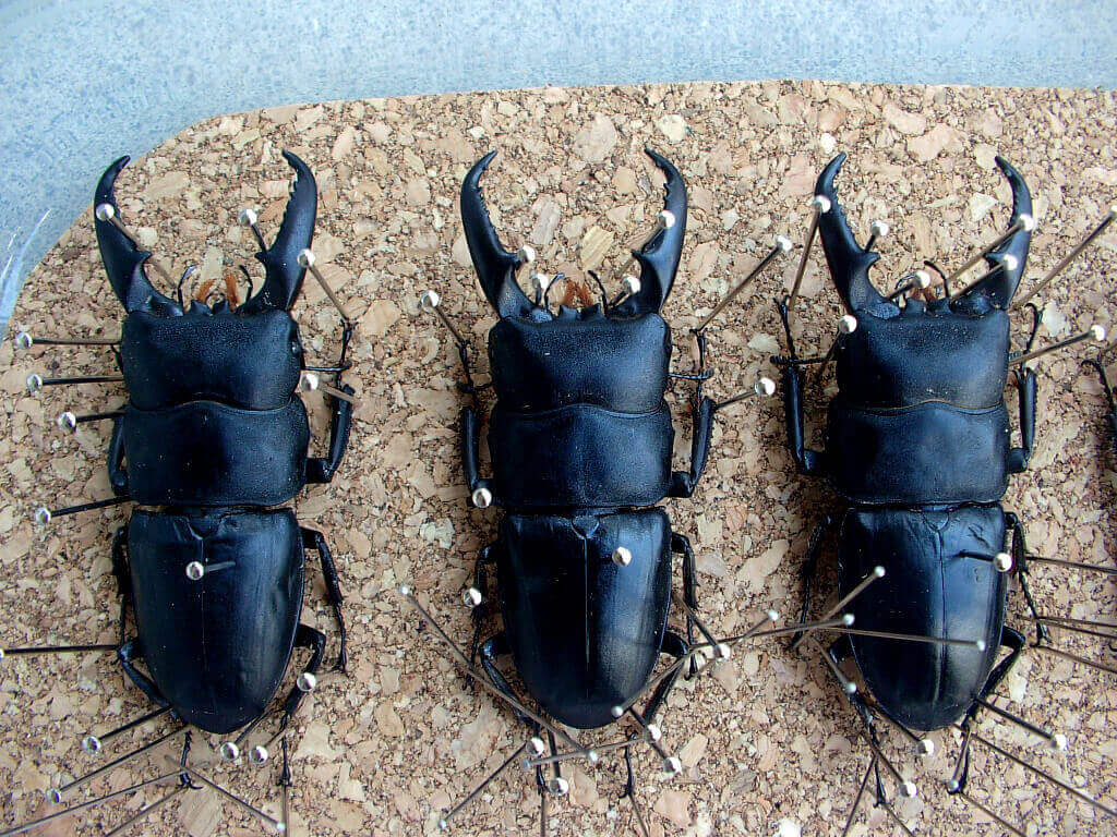 ヒラタ標本乾燥1-2