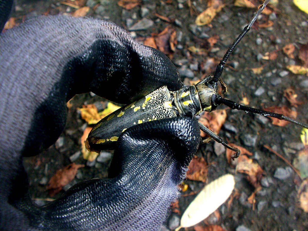 シロスジカミキリ4