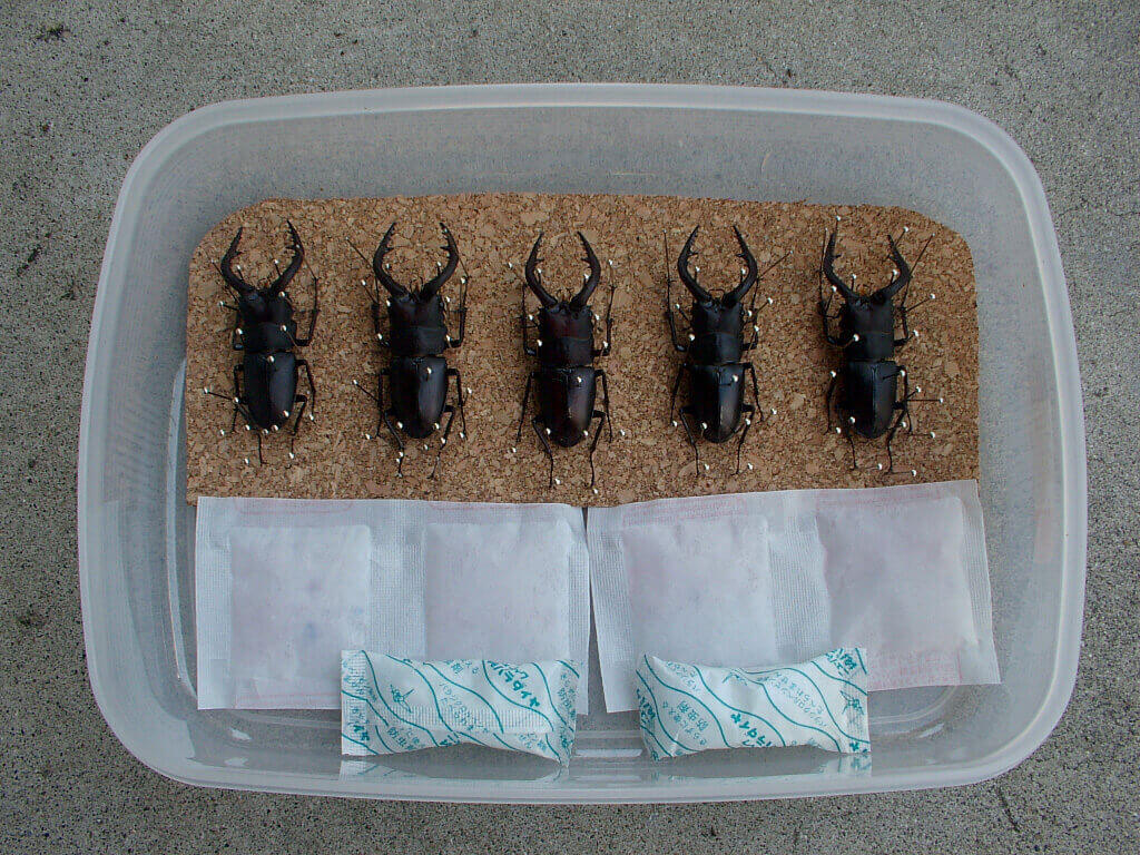 ノコギリ標本乾燥4-1