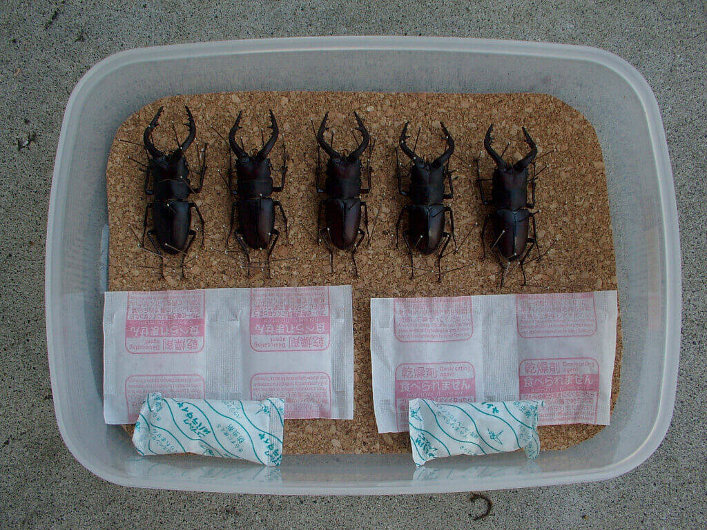 ノコギリ標本乾燥2-1